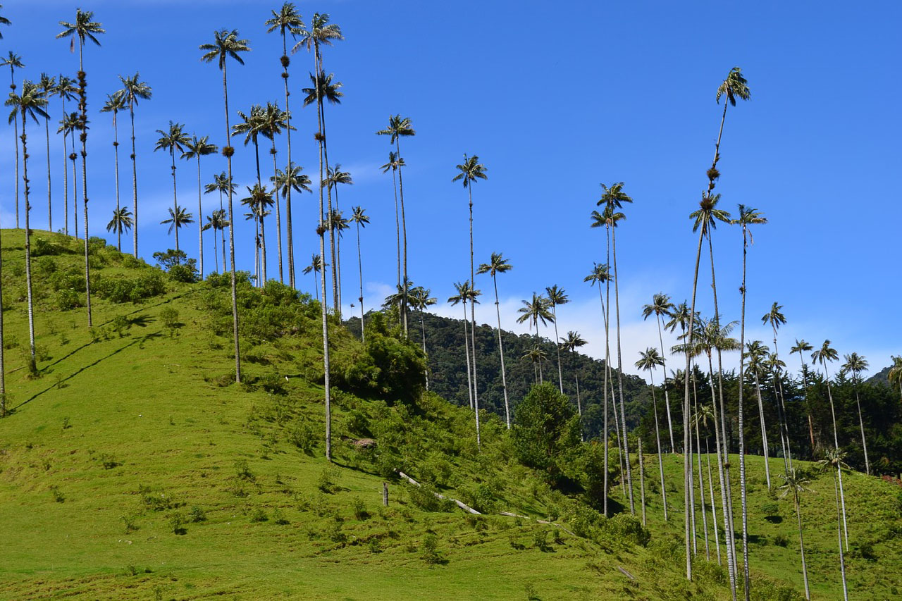 Play category 'South America'